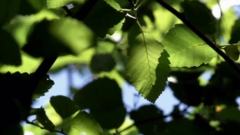 The Green Leaves Of Summer