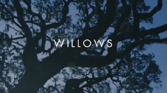 Willows