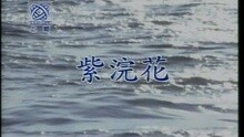 紫浣花