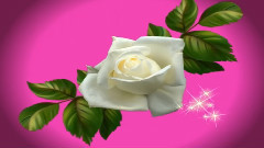 White Rose