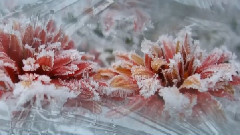 Lament For A Frozen Flower