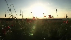 The Green Leaves of Summer